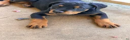 Rottweiler dogs for sale: Rottweiler 4 - Ad 1
