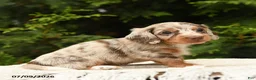 Miniature Dachshund dogs for sale: Ivanhoe - Ad 5