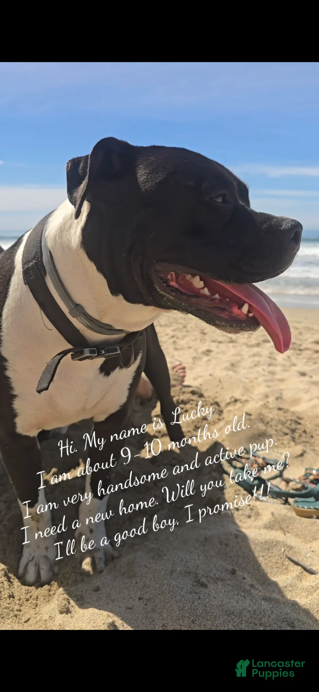 American Pit Bull Terrier dogs for sale: American Pit Bull Terrier Puppy 1 - Ad 2