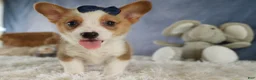 Welsh Corgi Pembroke dogs for sale: Zander 🐾 - Ad 3
