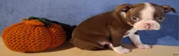 Boston Terrier dogs for sale: Inez - Ad 3