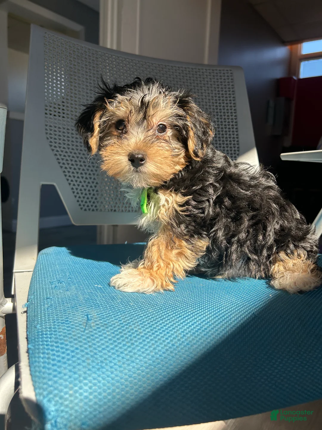Mixed Breed dogs for sale: Mixed Breed Puppy 2 - Ad 4