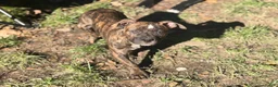 American Bully dogs for sale: American Bully 2.    (Angus) - Ad 7