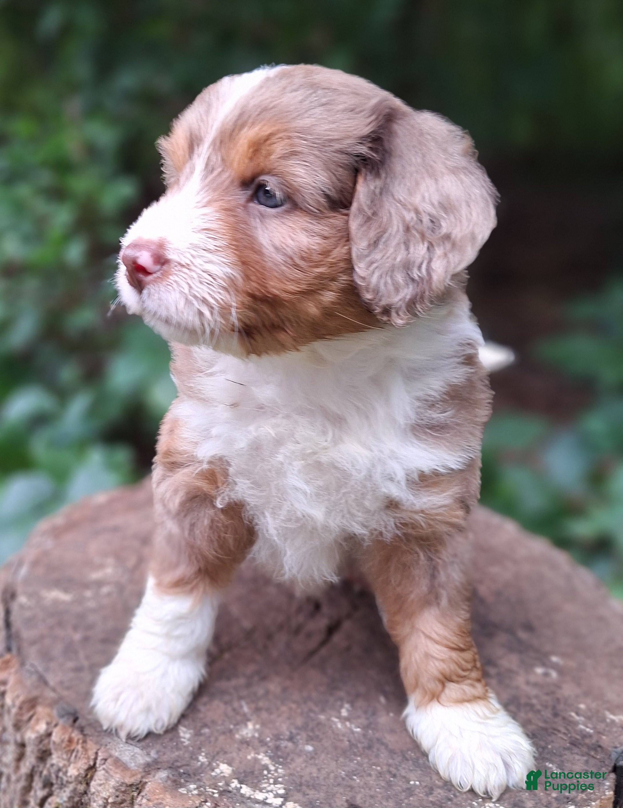 Mini Bernedoodle dogs Piper - Ad 2