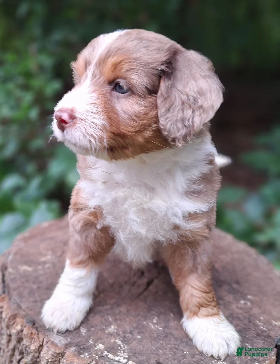 Mini Bernedoodle dogs for sale: Piper - Ad 2