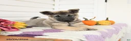 Mixed Breed dogs for sale: Avalon - Ad 3