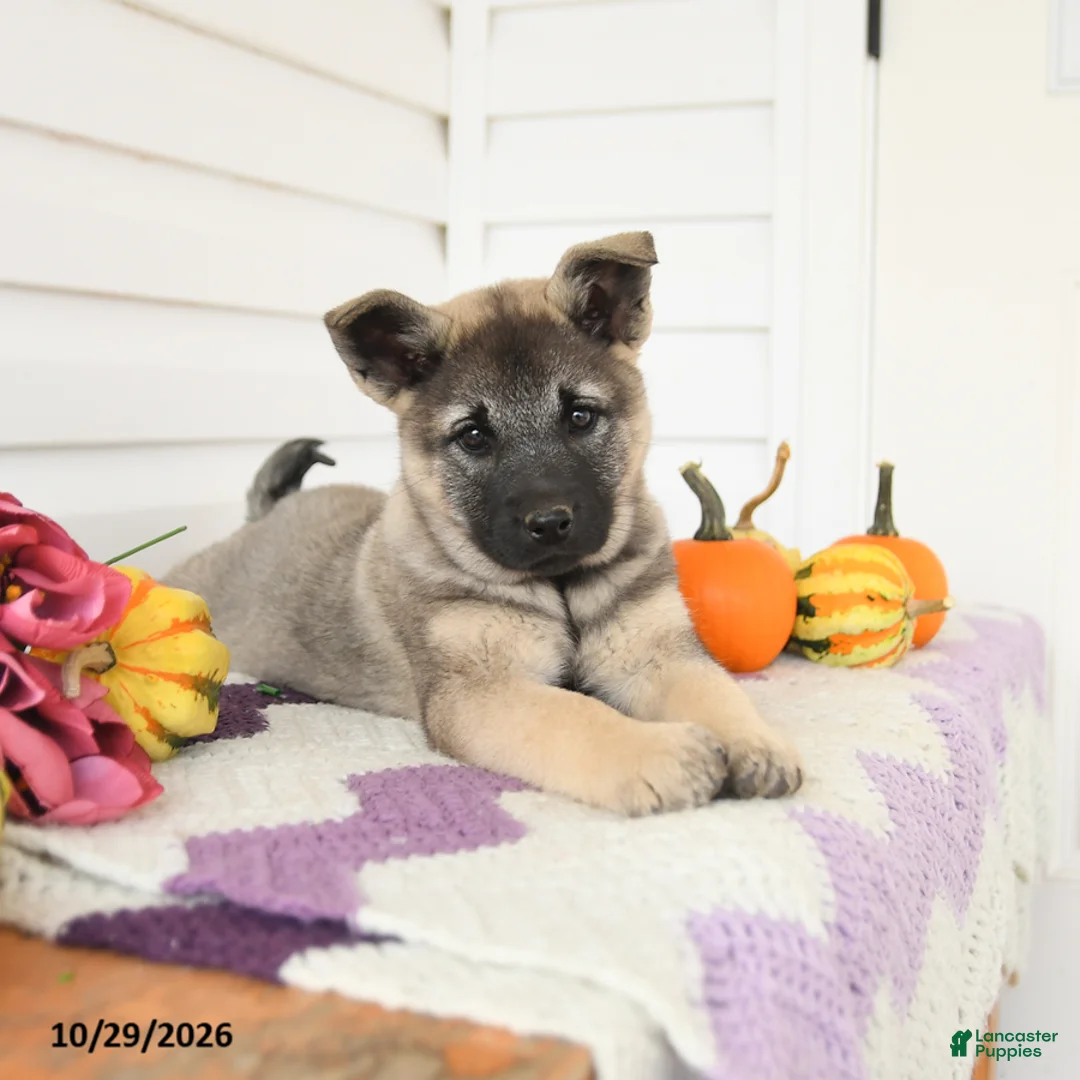 Mixed Breed dogs for sale: Avalon - Ad 3
