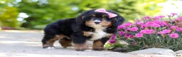 Mini Bernedoodle dogs for sale: Pearl - Ad 3