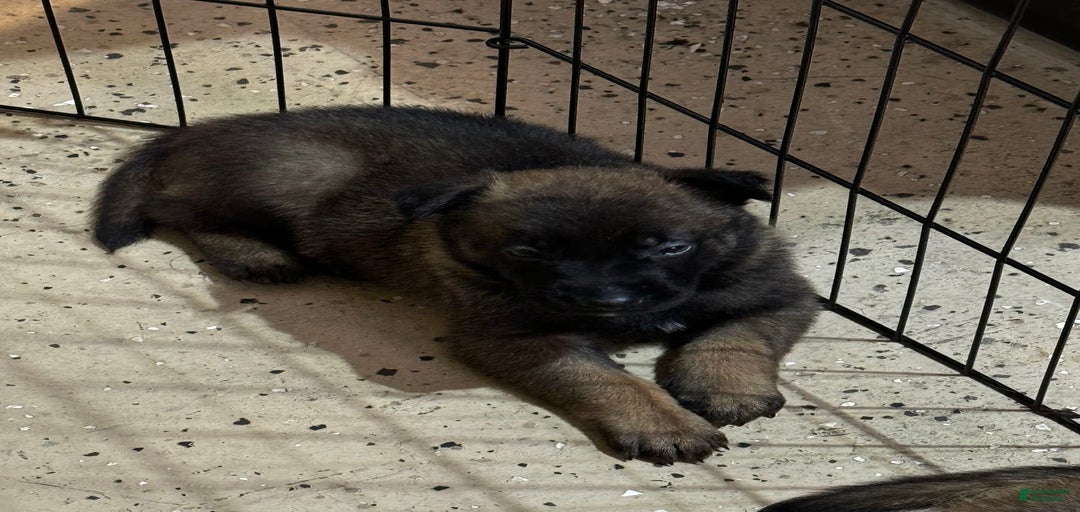 Gallery Image {{count}}