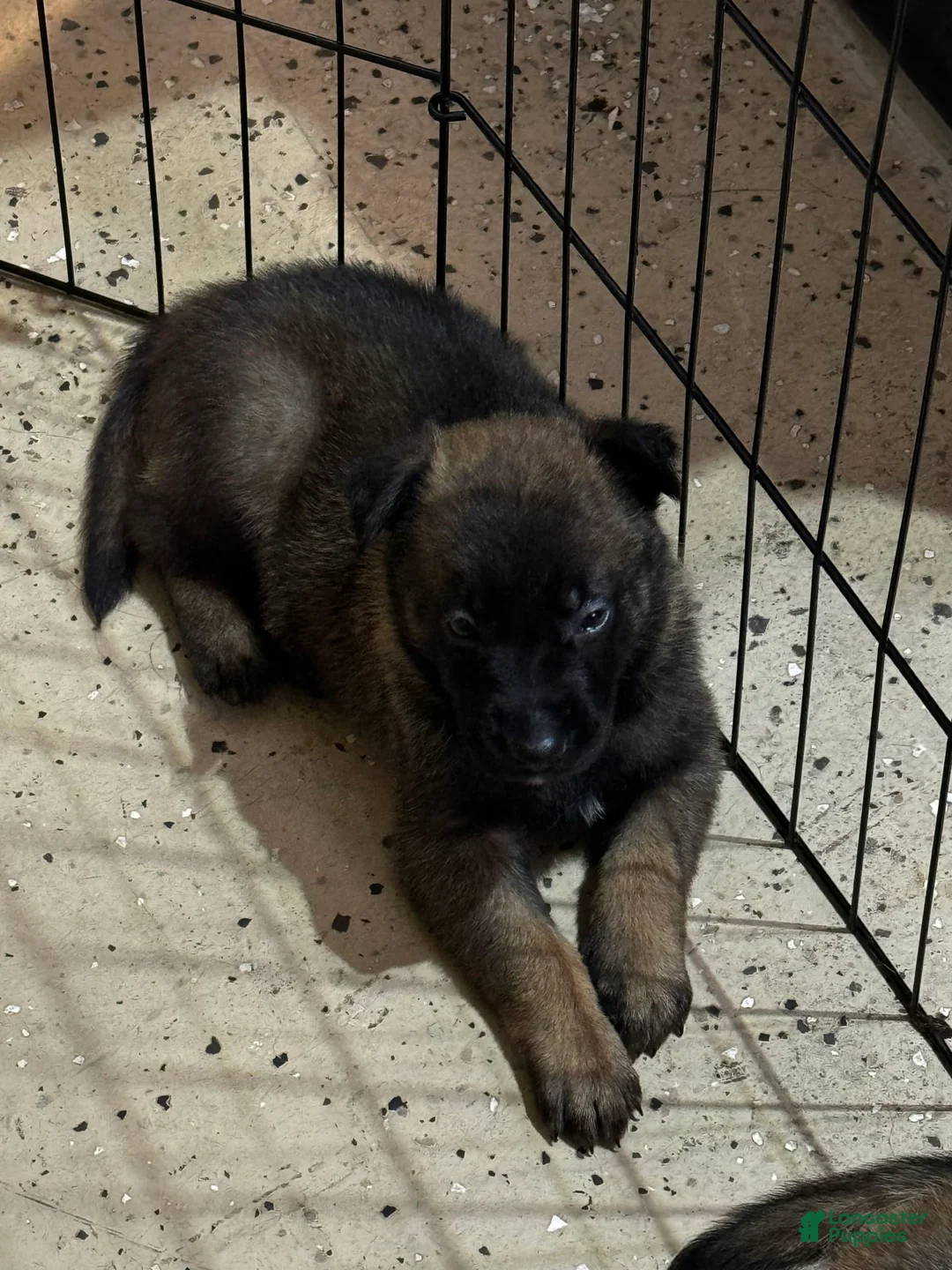 Gallery Image {{count}}