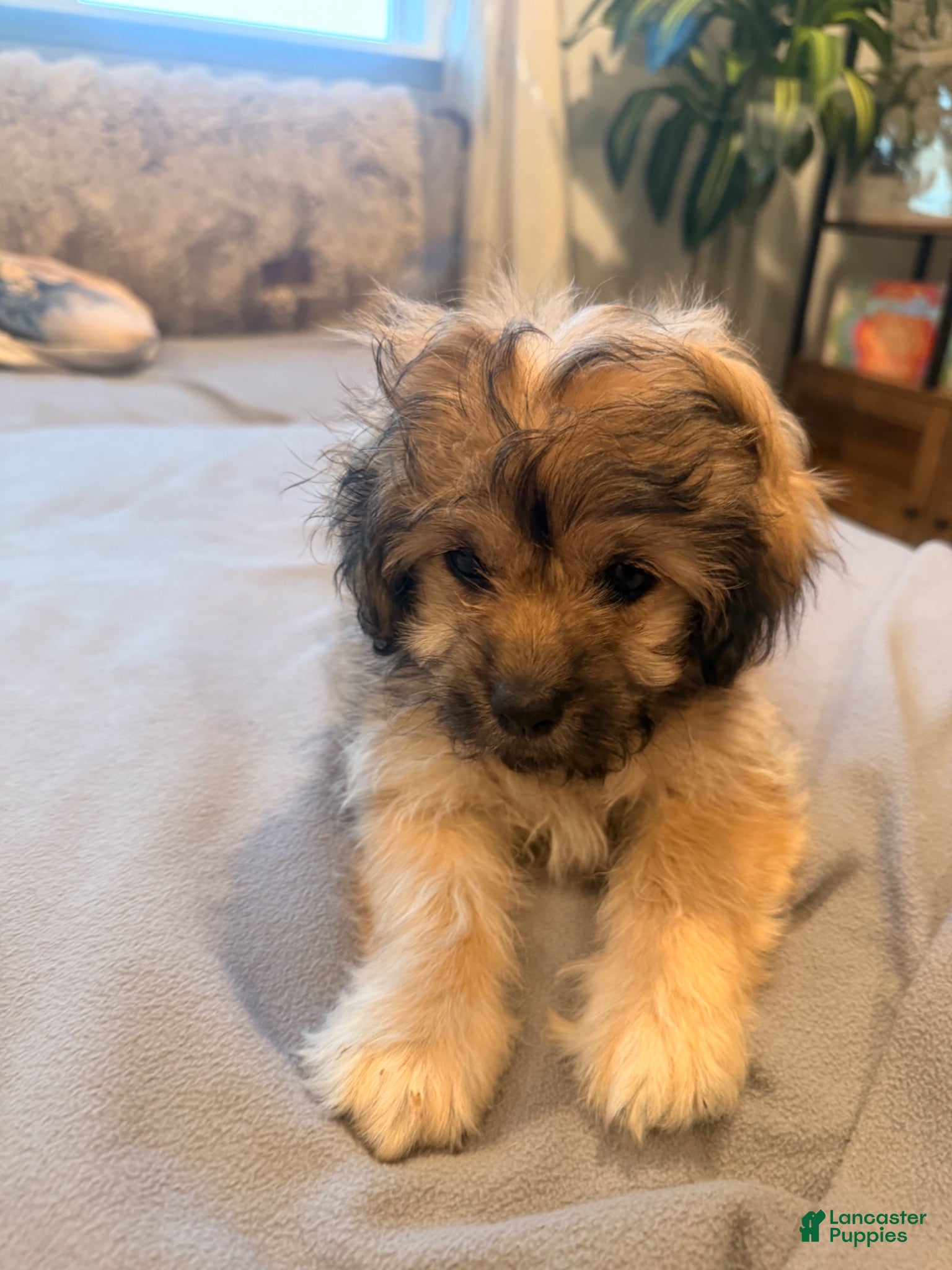 Shihpoo dogs Daisy - Ad 40