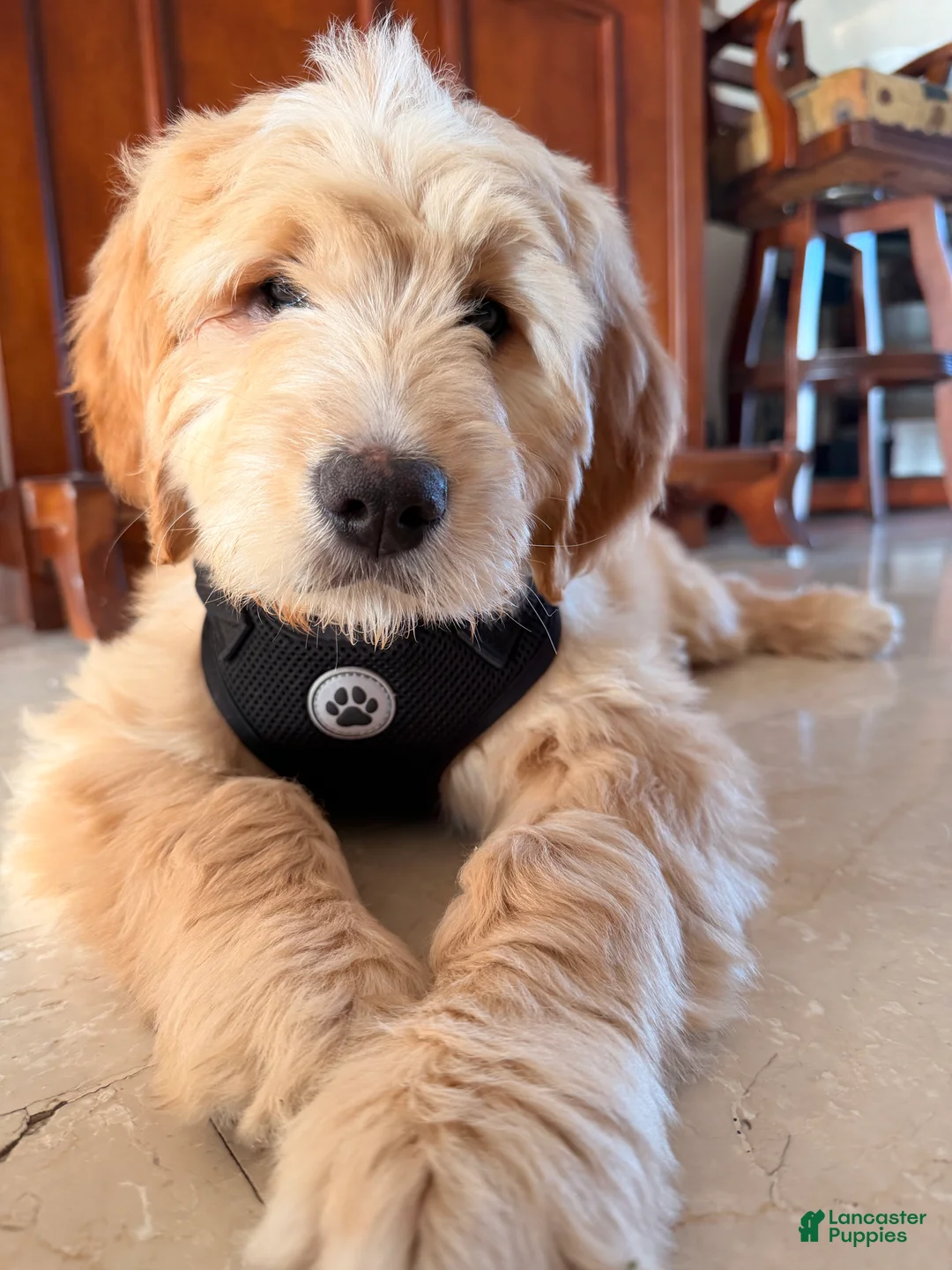 Goldendoodle dogs for sale: Goldendoodle Puppy  - Ad 1