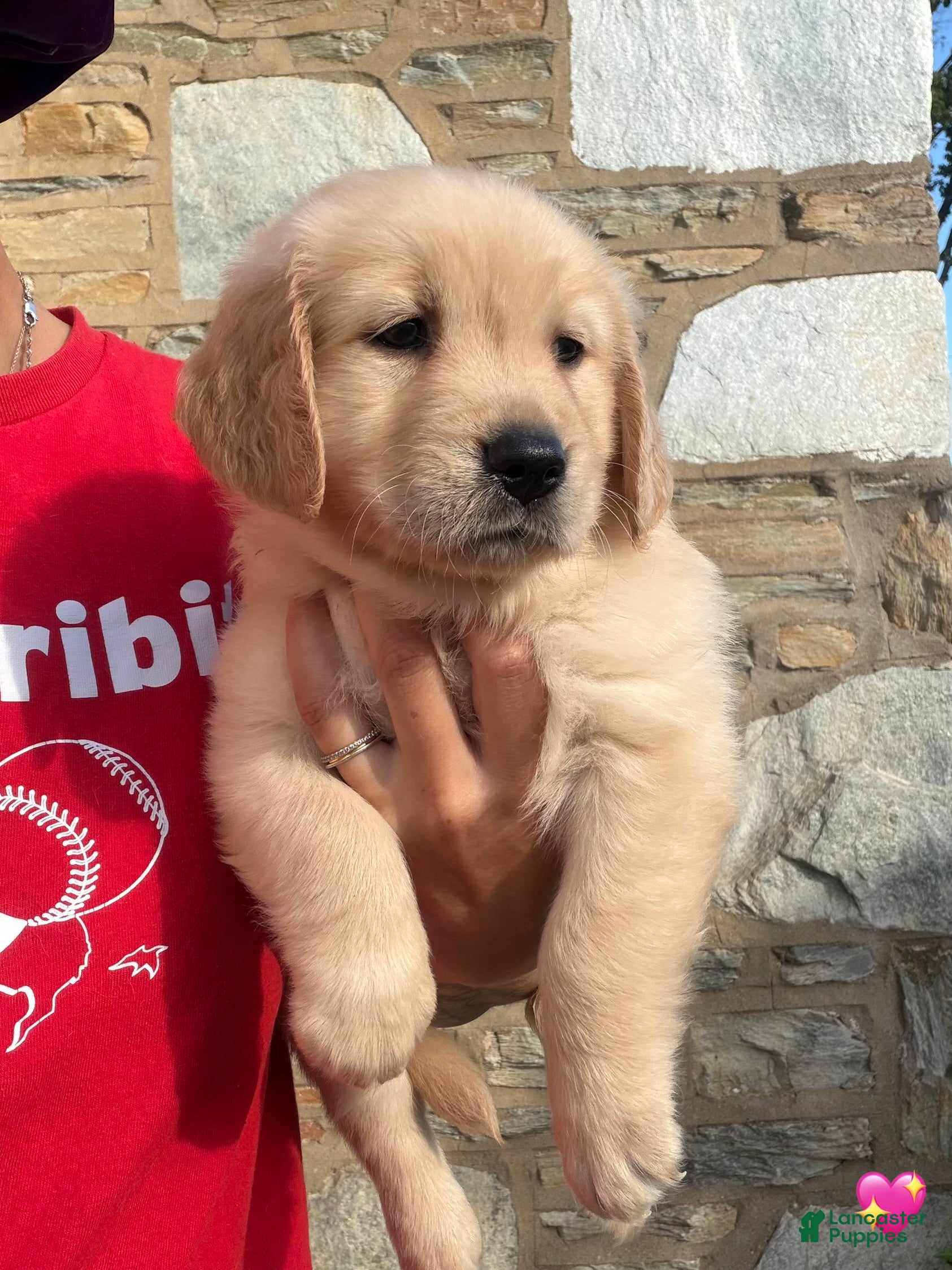 Golden Retriever dogs Baisley - Ad 9