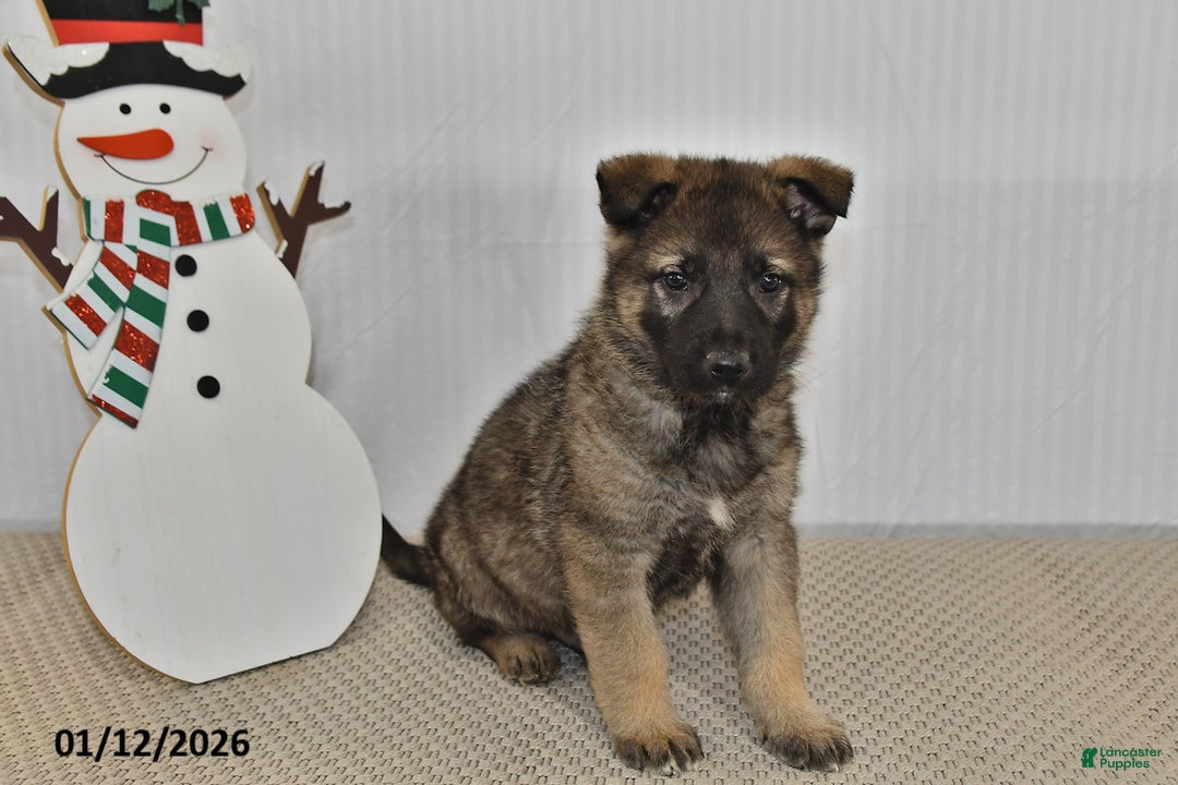 German Shepherd dogs for sale: Carson - Ad 4