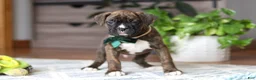 Boxer dogs for sale: Bear - Ad 3