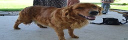 Golden Retriever dogs for sale: Robby - Ad 6