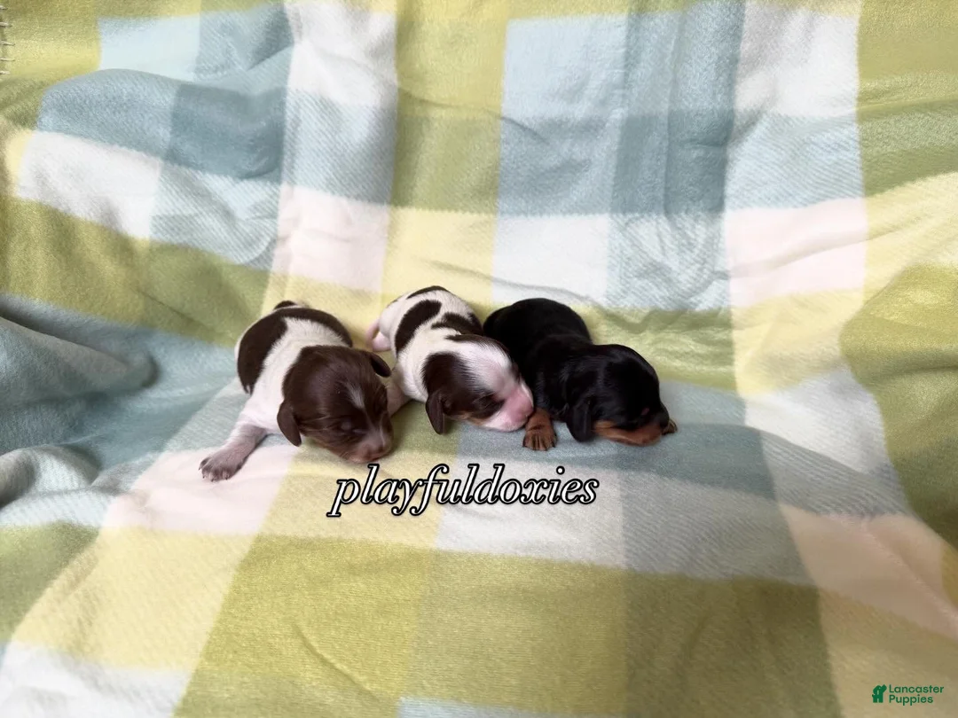 Miniature Dachshund dogs for sale: AKC Chocolate Piebald Female Long Haired Miniature Dachshund Puppy - Ad 34