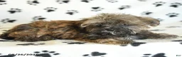 Shorkie dogs for sale: Ike - Ad 4