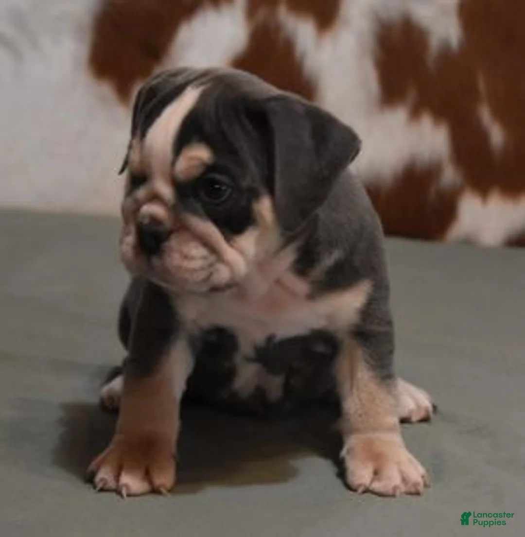 English Bulldog dogs for sale: BESS, BLUE TRI FEMALE - Ad 2