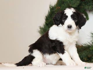 Saint Berdoodles dogs Lotty - Ad 38