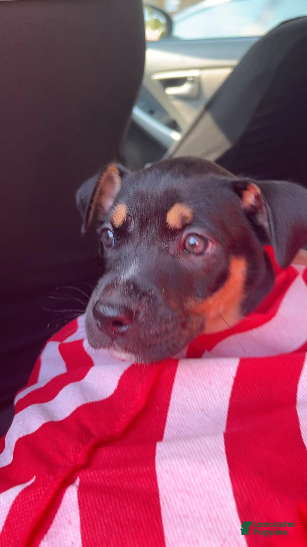 American Staffordshire Terrier dogs for sale: Ghost face - Ad 2