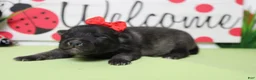 Keeshond dogs for sale: Anna - Ad 6