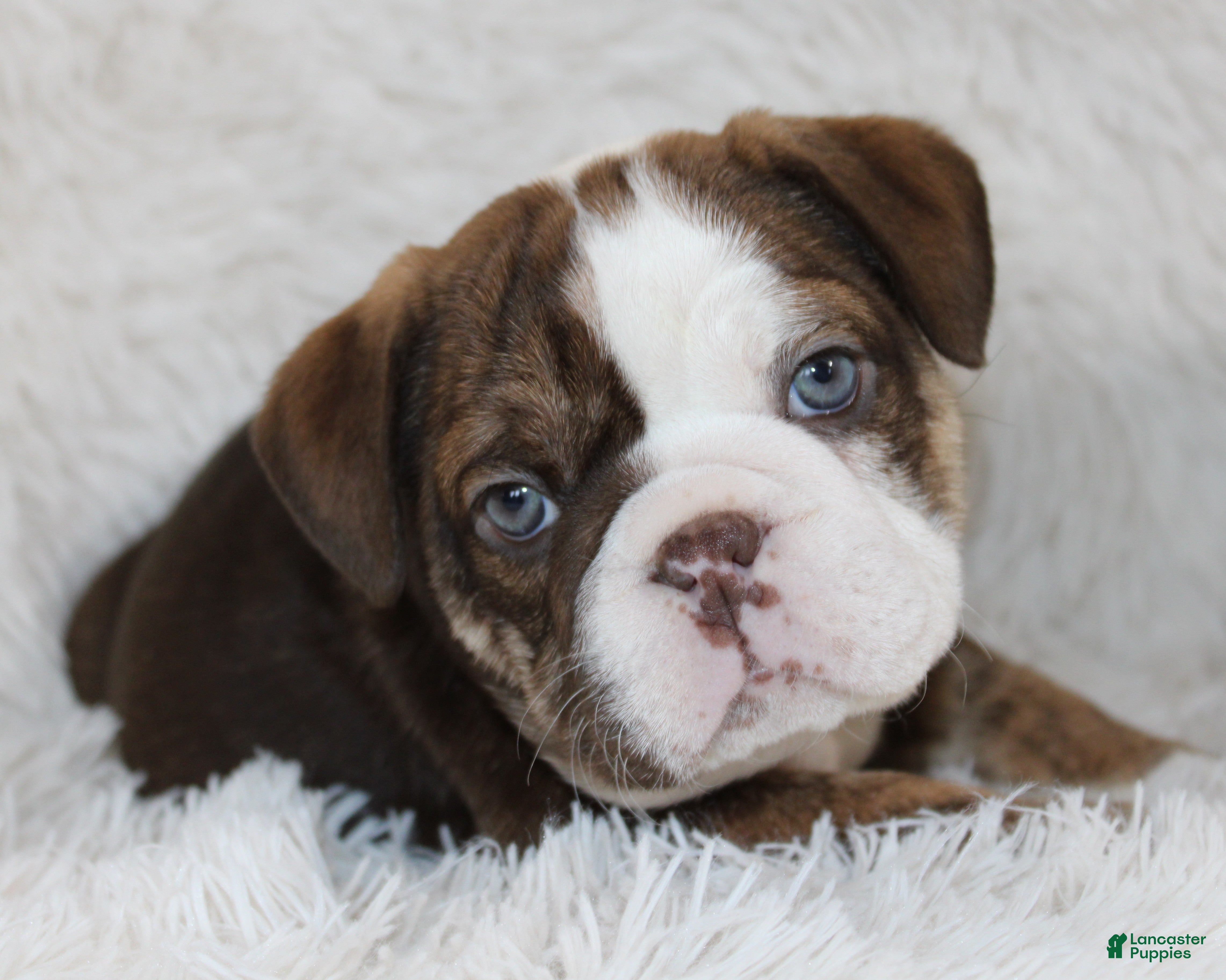 English Bulldog dogs Sadi - Ad 40