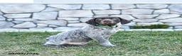 German Shorthaired Pointer dogs for sale: Bodie - Ad 3
