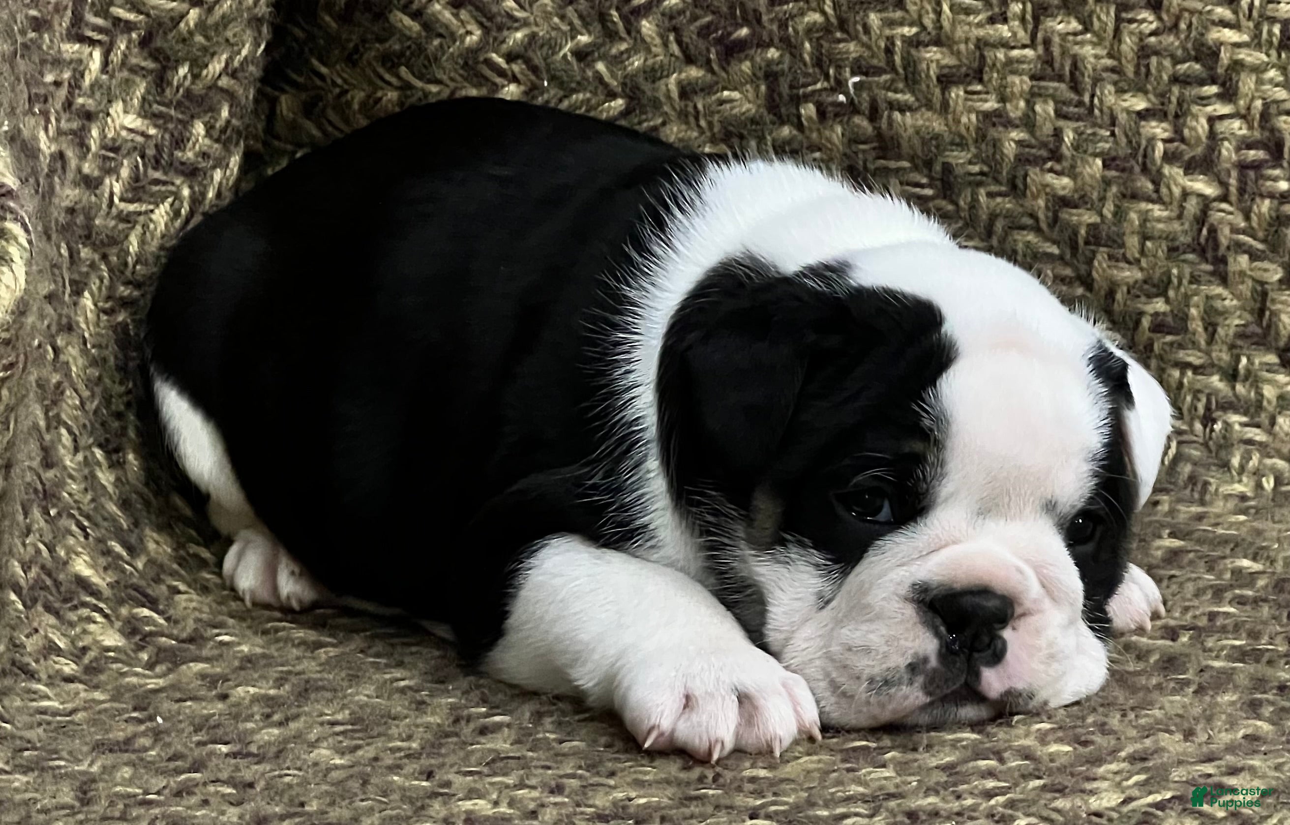 English Bulldog dogs English Bulldog Puppy 1 - Ad 1