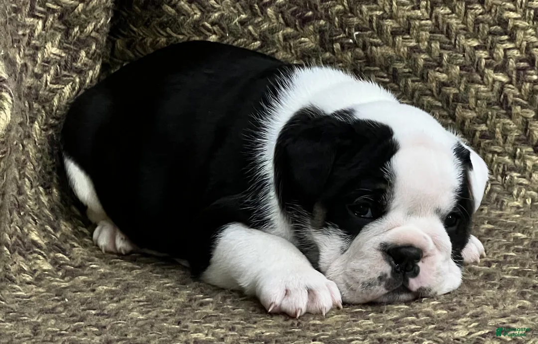 English Bulldog dogs for sale: English Bulldog Puppy 1 - Ad 1