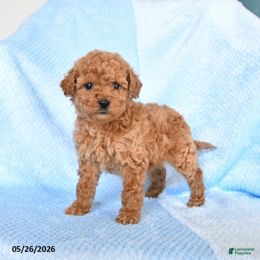 Miniature Poodle dogs Misty - Ad 1