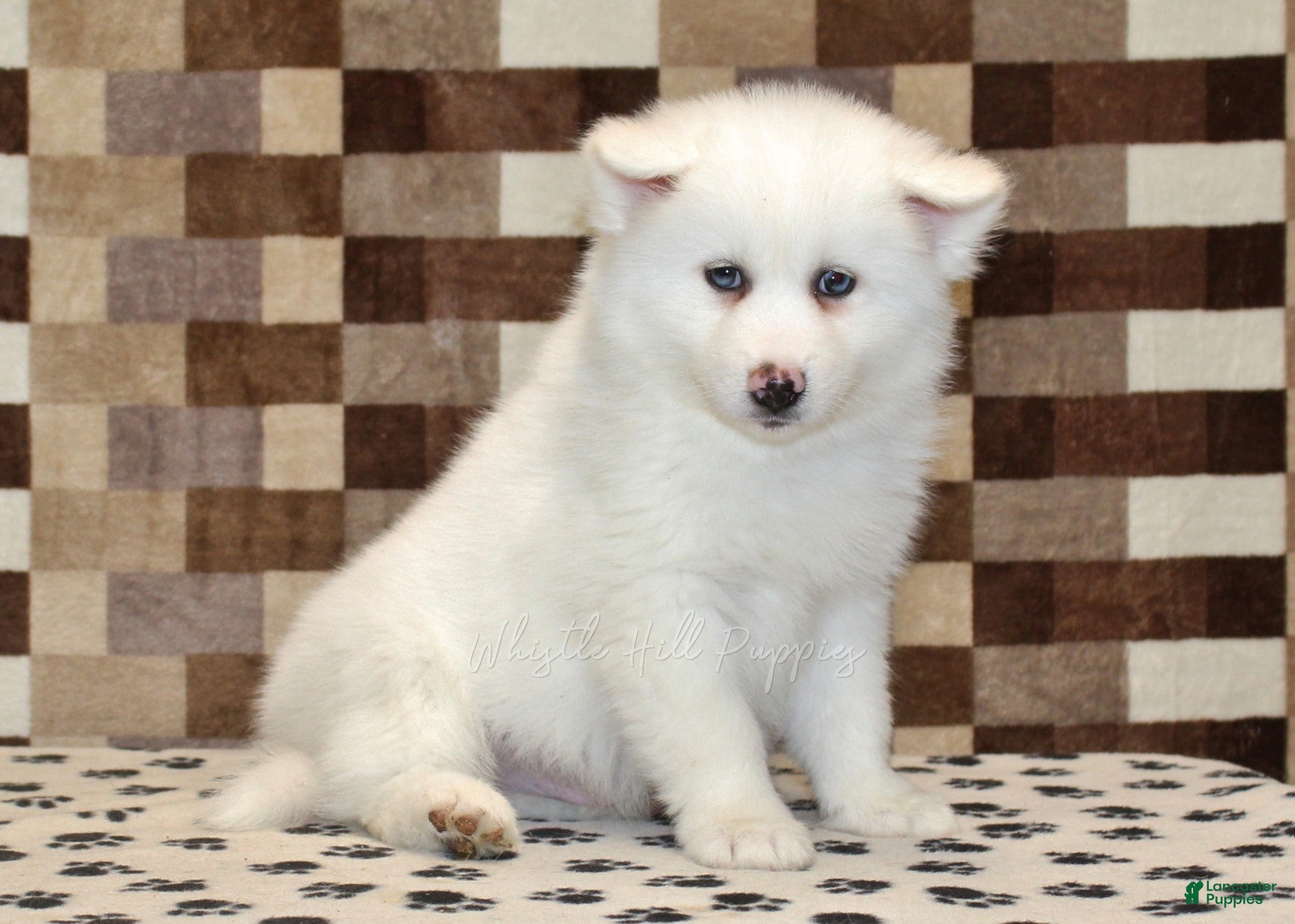 Pomsky dogs Jasper - Ad 1
