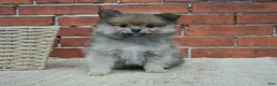 Pomeranian dogs for sale: Jimmy - Ad 3
