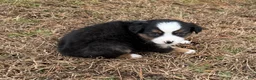 Australian Shepherd dogs for sale: Jenny - Ad 2
