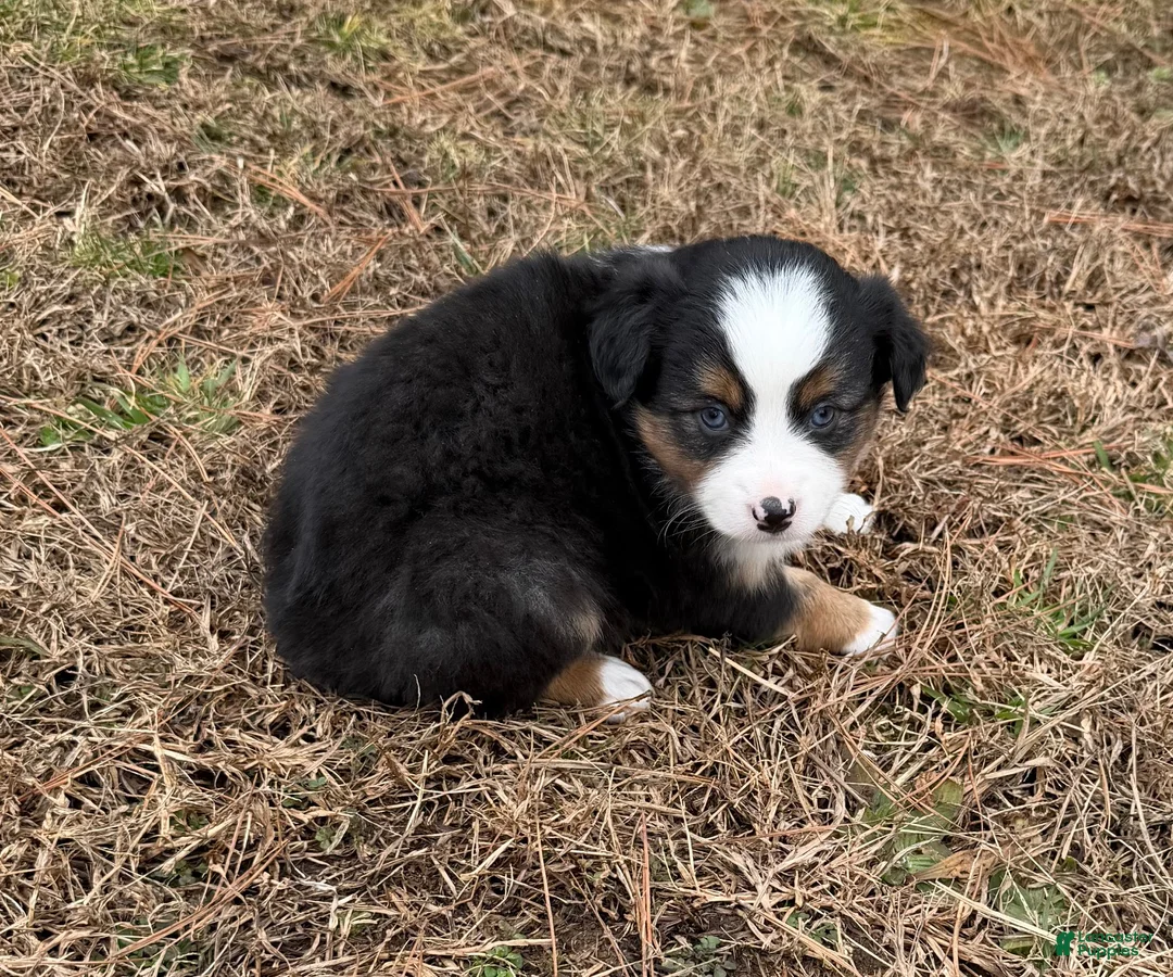 Australian Shepherd dogs for sale: Jenny - Ad 2