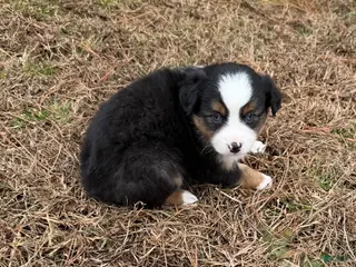 Australian Shepherd dogs for sale: Jenny - Ad 4