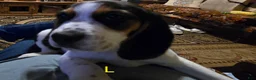 Beagle dogs for sale: Lauren  - Ad 1