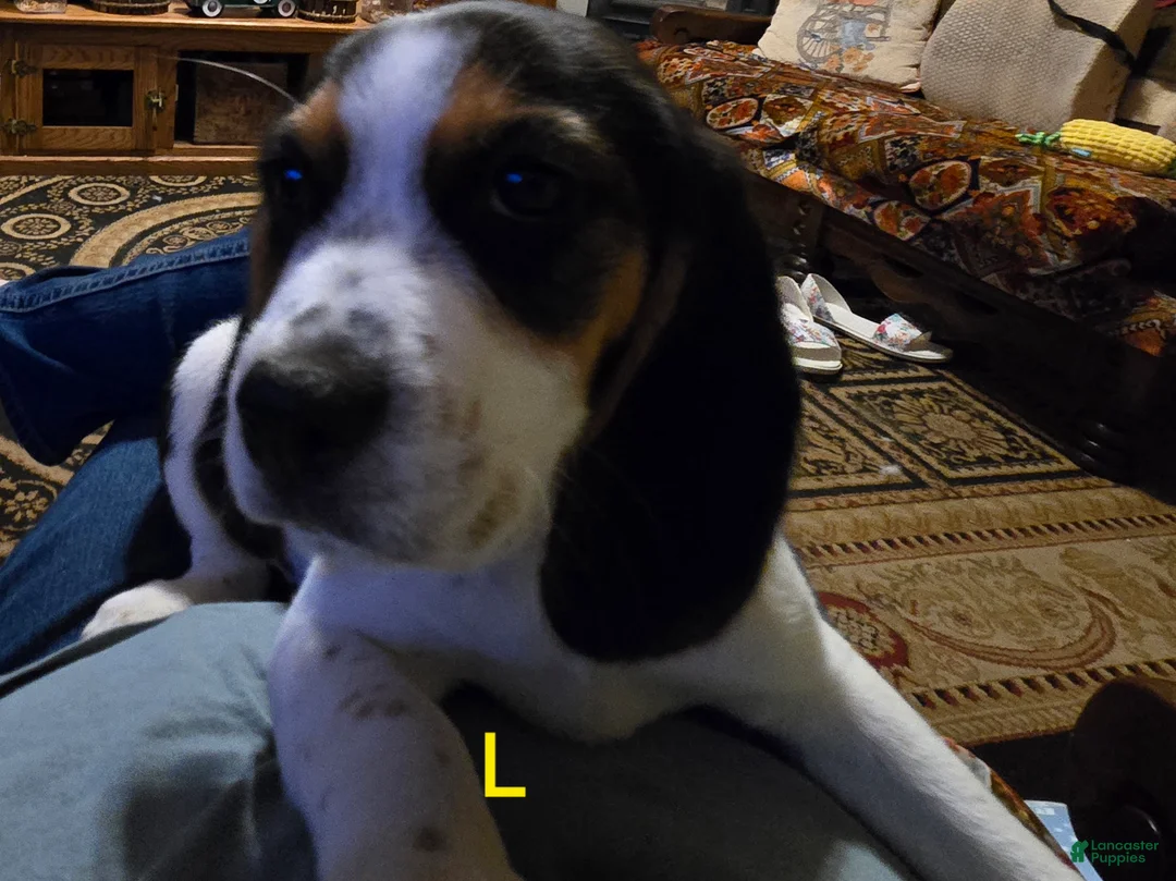 Beagle dogs for sale: Lauren  - Ad 1