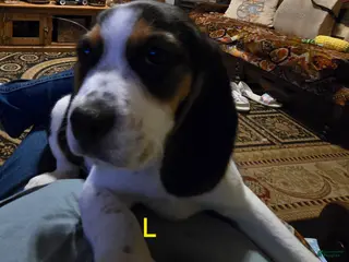 Beagle dogs Lauren - Ad 9