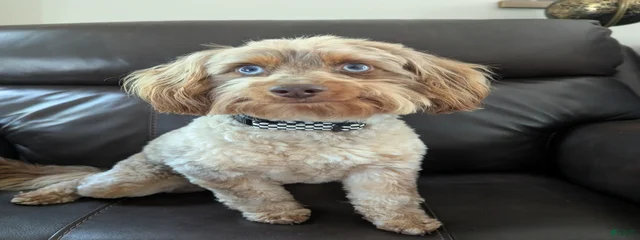 Boogie