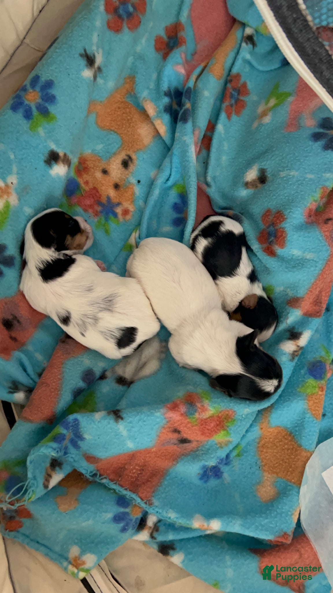 Yorkshire Terrier dogs for sale: Yorkshire Terrier Puppy 1 - Ad 4