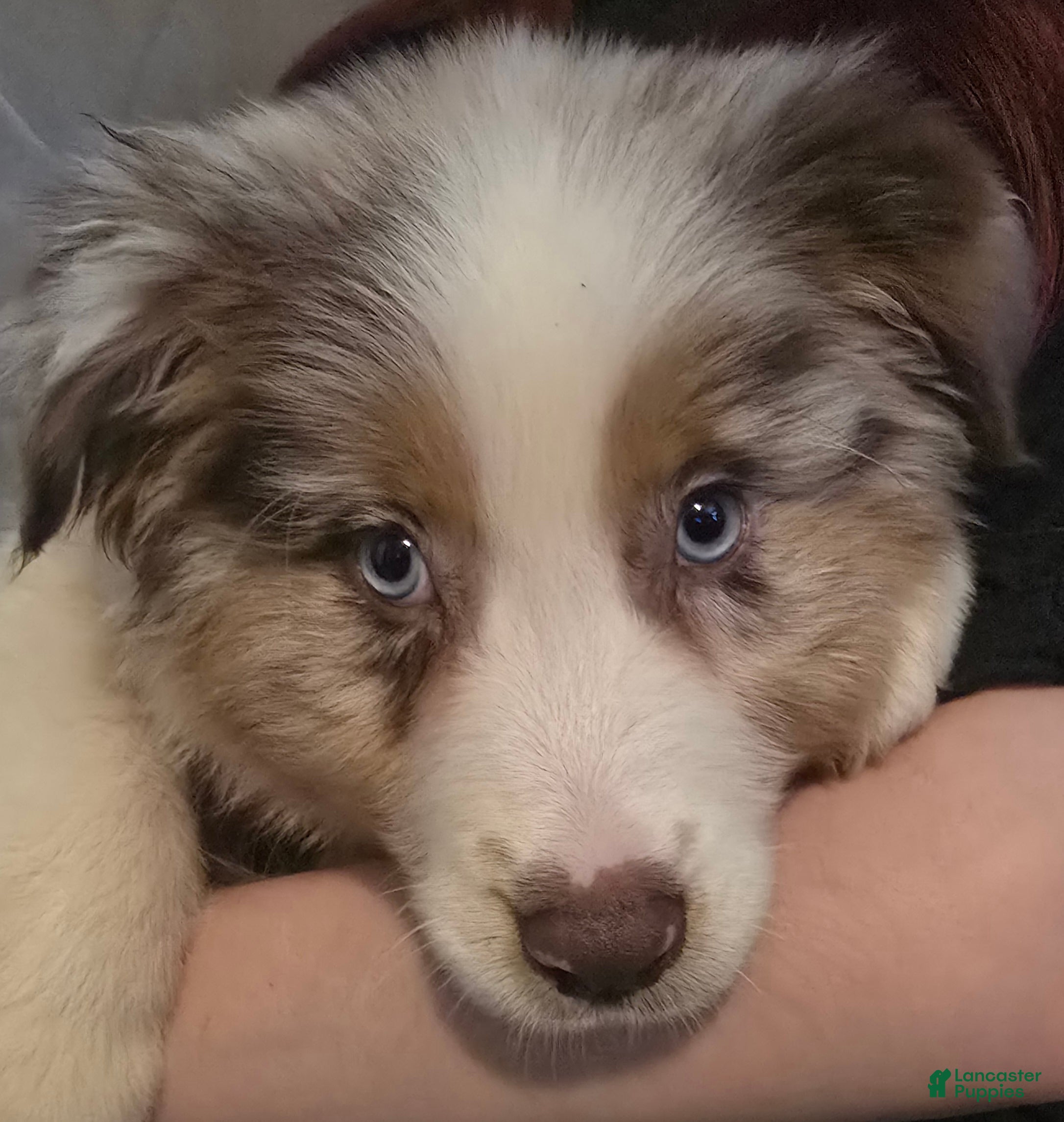 Australian Shepherd dogs Male 4 - Ad 3