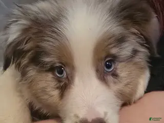 Australian Shepherd dogs Male 4 - Ad 3