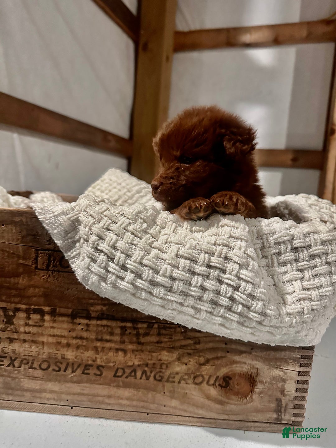 Aussiedoodle dogs for sale: Channing - Ad 5