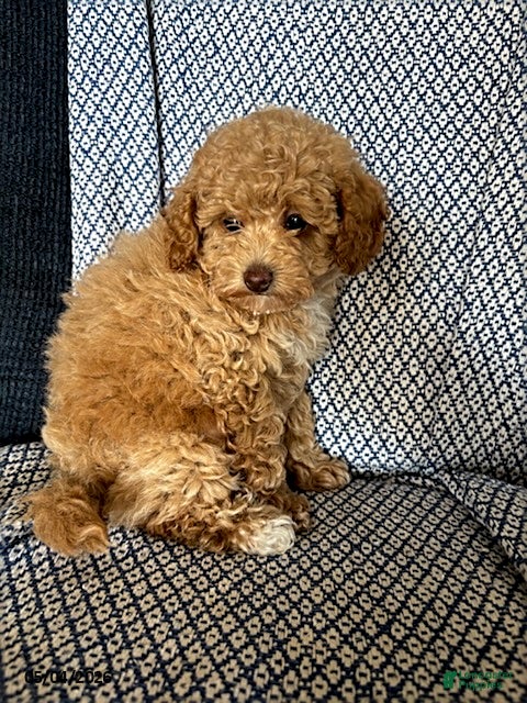Mixed Breed dogs Rosebud - Ad 2