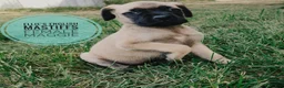 English Mastiff dogs for sale: Maggie  - Ad 3