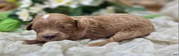 Cavapoo dogs for sale: Ladybug - Ad 2