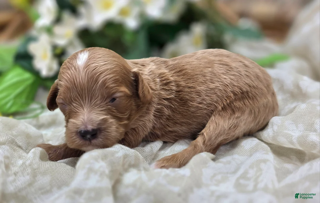 Cavapoo dogs for sale: Ladybug - Ad 2