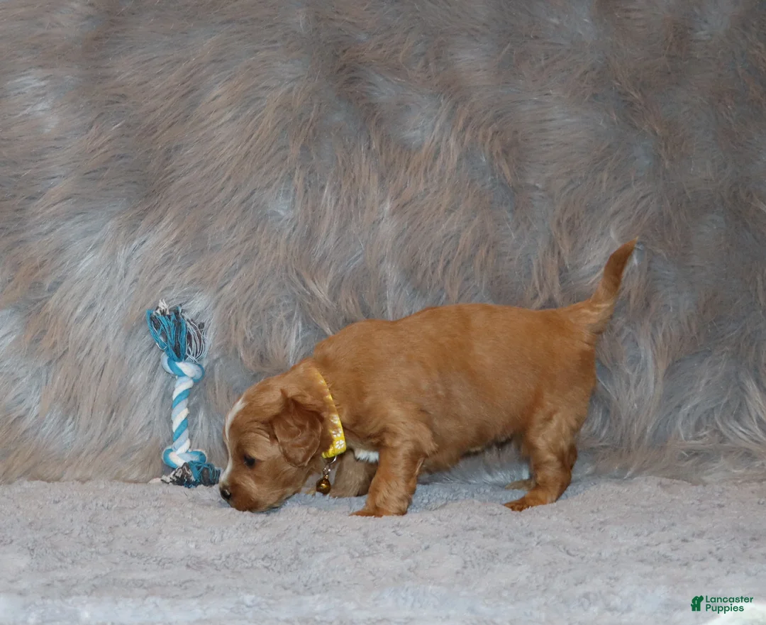 Mini Goldendoodle dogs for sale: Winslow 💙 Genetic Clear Parents - Ad 7