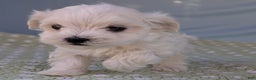 Maltese dogs for sale: Crescent - Ad 4